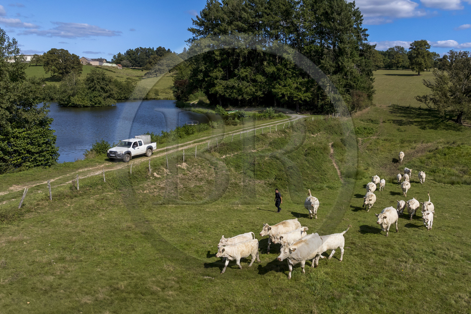 France, Nièvre (58), Parc naturel régional du Morvan, Millay, Ferme Les Prairies Gourmandes, Emmanuel Dumas éleveur de vaches Charolaises (vue aérienne)