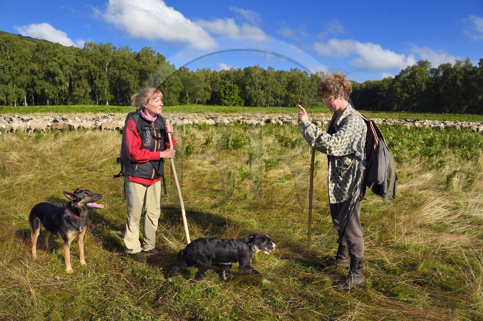 France, Puy-de-Dôme (63), Parc Naturel Régional des Volcans d'Auvergne, Chaine des Puys classée Patrimoine Mondial de l’UNESCO, les deux bergères Ostiane Vuillermoz et Charlotte Hevin gardant un troupeau de brebis Rava au pied du volcan Puy de Dôme