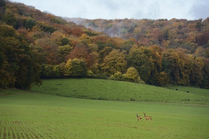 France, Meuse, Cotes de Meuse, Chatillon-sous-les-Cotes, doe near the forest