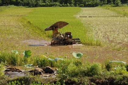 Vietnam, Ninh Binh province, rice harvest mechanized and buffaloes
