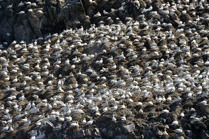 France, Côtes-d'Armor (22), Perros-Guirec, archipel et réserve ornithologique de Sept-Iles, Ile Rouzic, colonie de fous de Bassan (Morus bassanus), unique point de nidification en France pour plus de 20000 couples