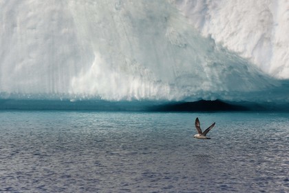 Groenland, cote ouest, baie de Disko, Ilulissat, fjord glacé classé Patrimoine Mondial de l'UNESCO qui est est l’embouchure maritime du glacier Sermeq Kujalleq, Fulmar boréal (Fulmarus glacialis)