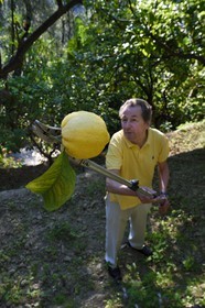 France, Alpes-Maritimes (06), Menton, le domaine de la Citronneraie, son créateur François Mazet, le Citron de Menton n’est pas ciré et ne subit aucun traitement chimique après la récolte