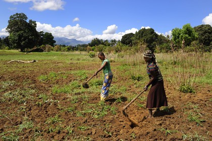 Tanzania, Morogoro district, Uluguru mountains, women working in field