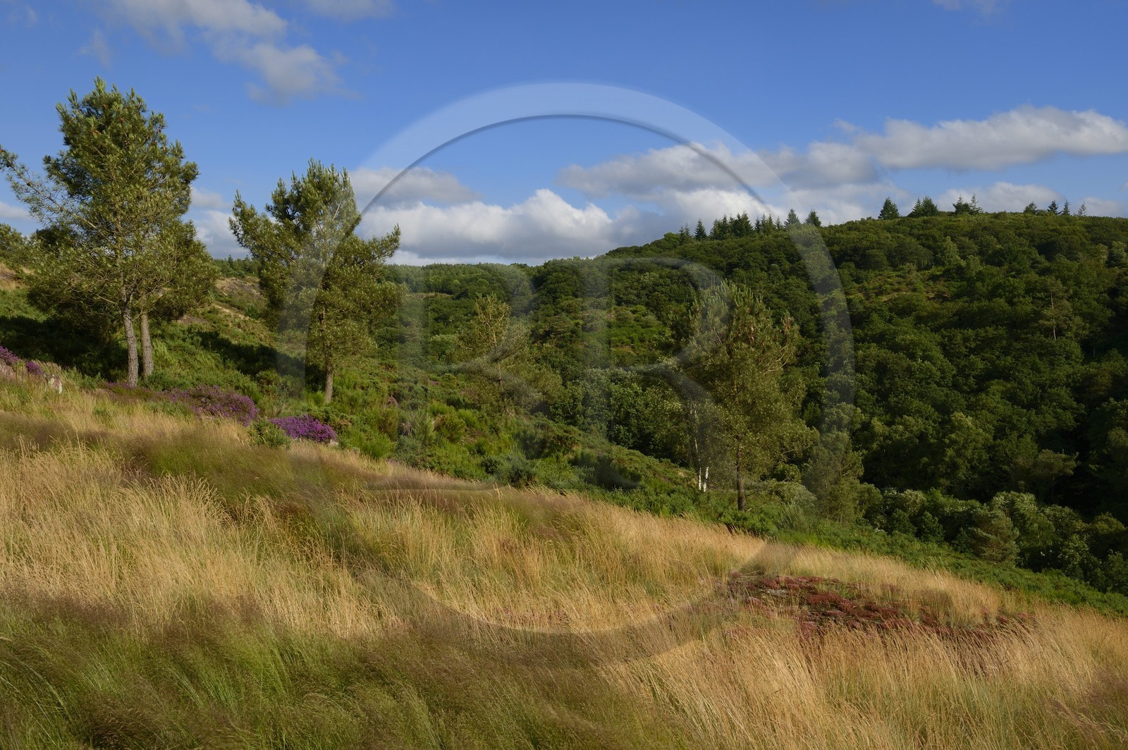 France, Morbihan (56), forêt de Brocéliande, Tréhorenteuc, la lande du Val sans retour France, Morbihan (56), forêt de Brocéliande, Tréhorenteuc, la lande du Val sans retour