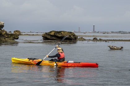 France, Finistère, Penmarch, Étocs archipelago, kayak trip from the Guilvinec Nautical Center to discover the gray seal (halichoerus grypus) in the rocks at low tide, the Eckmuhl lighthouse on Pointe de Penmarch in the background