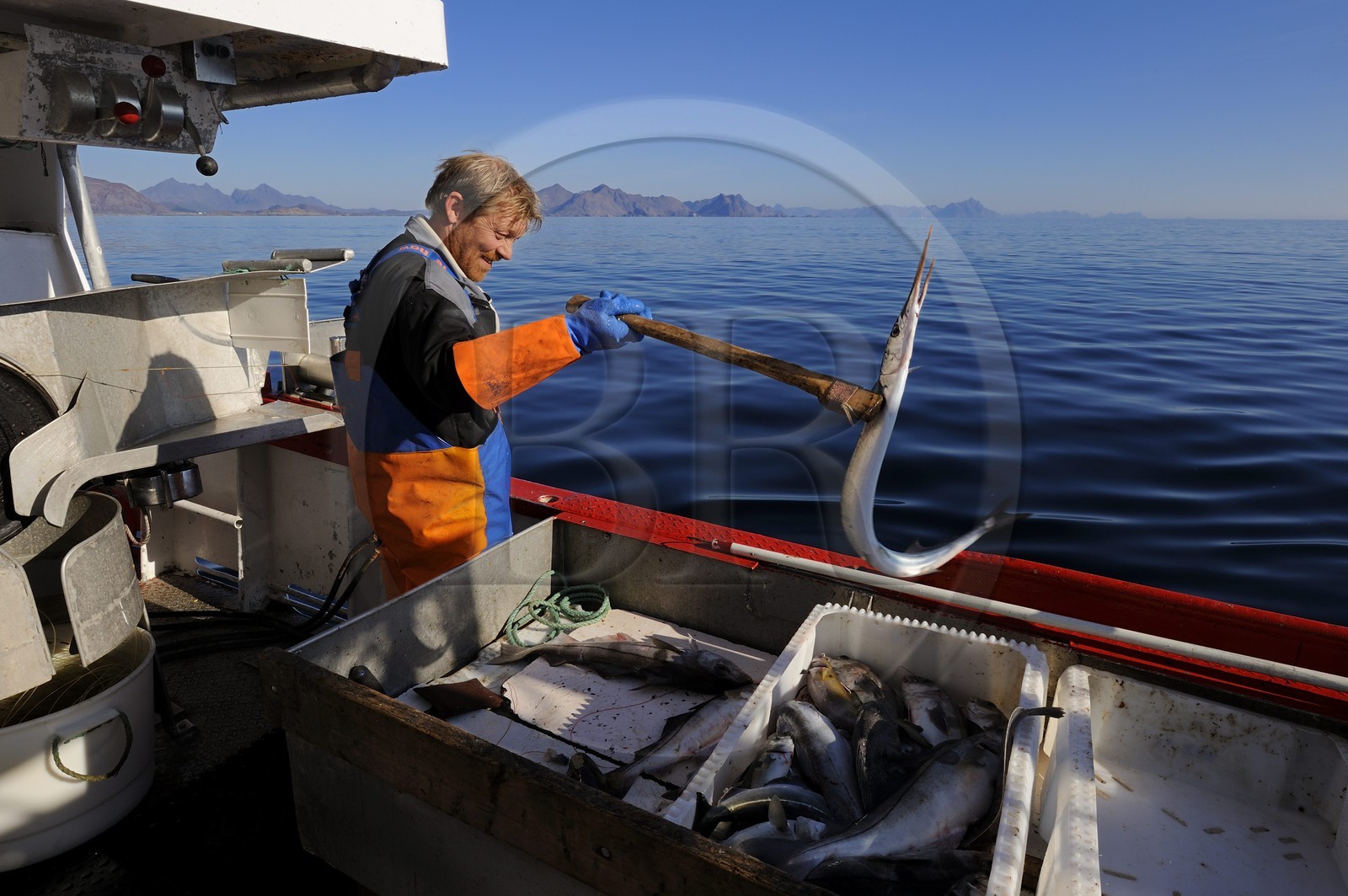 Norvège, Nordland, Îles Lofoten, pêche à la ligne professionnelle