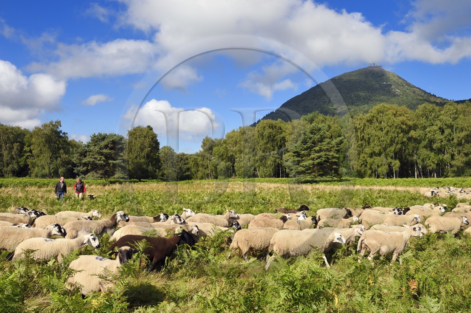 France, Puy-de-Dôme (63), Parc Naturel Régional des Volcans d'Auvergne, Chaine des Puys classée Patrimoine Mondial de l’UNESCO, la bergères Ostiane Vuillermoz et l'éleveur ovin Jean-Luc Tourreix avec son troupeau de brebis Rava au pied du volcan Puy de Dôme