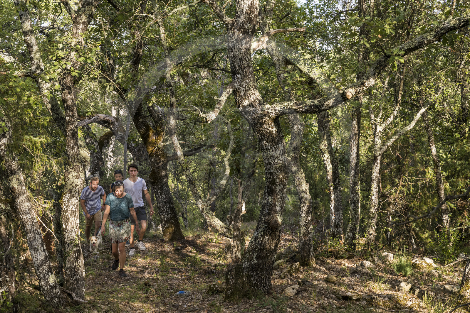 France, Var (83), Provence Verte, Bras, Académie du Bain de Forêt Provençale, forêt du domaine Le Peyrourier - une campagne en Provence
