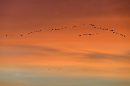 France, Indre, Berry, Parc Naturel Regional de la Brenne (Natural Regional Park of La Brenne), Rosnay, Red Sea pond (etang de la Mer Rouge), Common Crane (Grus grus), flight at sunset
