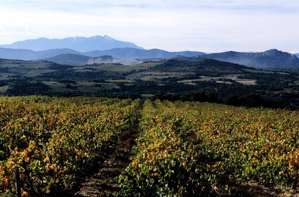 France, Pyrénées-Orientales (66), vignoble des Fenouillèdes