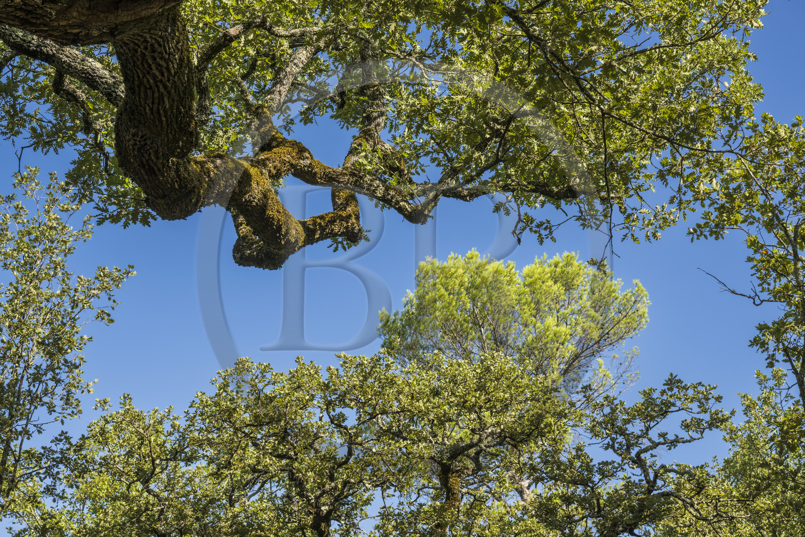 France, Var (83), Provence Verte, Bras, Académie du Bain de Forêt Provençale, forêt du domaine Le Peyrourier - une campagne en Provence