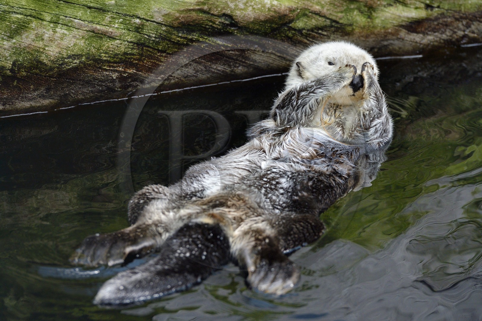 Portugal, Lisbonne, Parque das Nações (Parc des nations) construit pour l'exposition universelle de 1998, Oceanário (Oceanarium), loutre de mer (Enhydra lutris)