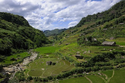 Vietnam, Lao Cai province, Sapa district, rice plantations in terraces by the Black Hmong minority group