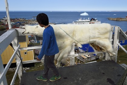 Groenland, cote ouest, baie de Baffin, Upernavik, jeune inuit montrant la peau d'un ours polaire chassé par son père