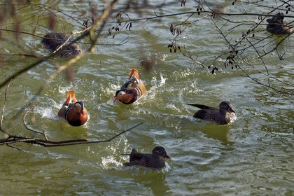 France, Val-de-Marne (94), les bords de Marne, Bry-sur-Marne, canards mandarins (Aix galericulata) et Ragondin (Myocastor coypus) en arrière plan