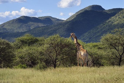 Namibia, Khomas region, north of Windhoek, Okapuka Ranch, giraffe (Giraffa camelopardalis)