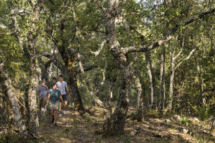 France, Var (83), Provence Verte, Bras, Académie du Bain de Forêt Provençale, forêt du domaine Le Peyrourier - une campagne en Provence