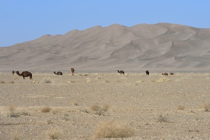 Iran, Yazd province, Dasht-e Kavir desert, Moghestan, dromedaries at the foot of the dune system whose highest dune reaches 200 meters