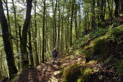 France, Haut Rhin, Ballons des Vosges Regional Natural Park, Rimbach pres Masevaux, hiker walking towards the Col des Perches pass next to Gazon Rouge in the Vosges