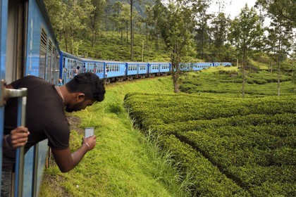 Sri Lanka, Central Province, the popular scenic train ride through the tea growing hill country between Hatton and Badulla, here between Talawakele and Great Western, tea plantation