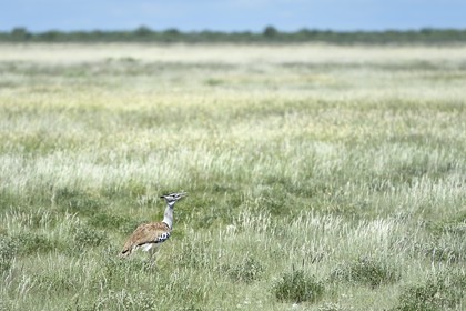Namibia, Oshikoto region, Etosha National Park, kori bustard (Ardeotis kori)