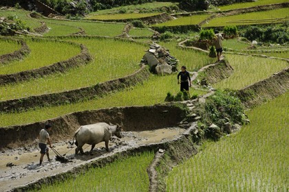 Vietnam, Lao Cai province, Sapa district, farmer from the Black Hmong minority group ploughing a rice field in terraces with a buffalo
