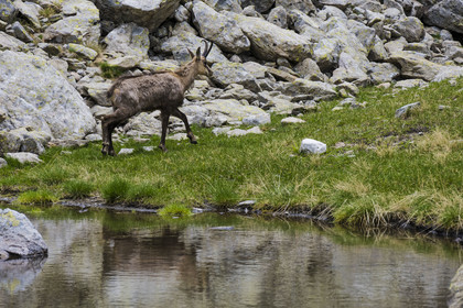 France, Alpes-Maritimes, Parc National du Mercantour (Mercantour national park), Haute Vesubie, Saint Martin Vesubie, Val du Haut Boréon, chamois (Rupicapra rupicapra) towards the Trecolpas lake