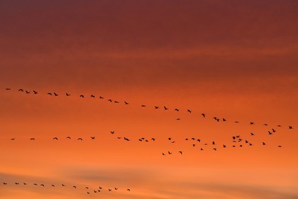 France, Indre, Berry, Parc Naturel Regional de la Brenne (Natural Regional Park of La Brenne), Rosnay, Red Sea pond (etang de la Mer Rouge), Common Crane (Grus grus), flight at sunset