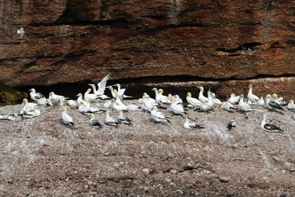 Canada, province de Québec, Gaspésie, île Bonaventure, fous de Bassan