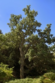 France, Var, Le Rayol Canadel sur Mer, Domaine du Rayol, Conservatoire du Littoral Estate compulsory mention, Jardin des Mediterranees designed by landscaper Gilles Clément, the large cork oak which is said to be nearly 300 years old, swings that appeared on the branches for Land art Mobilis in Mobile