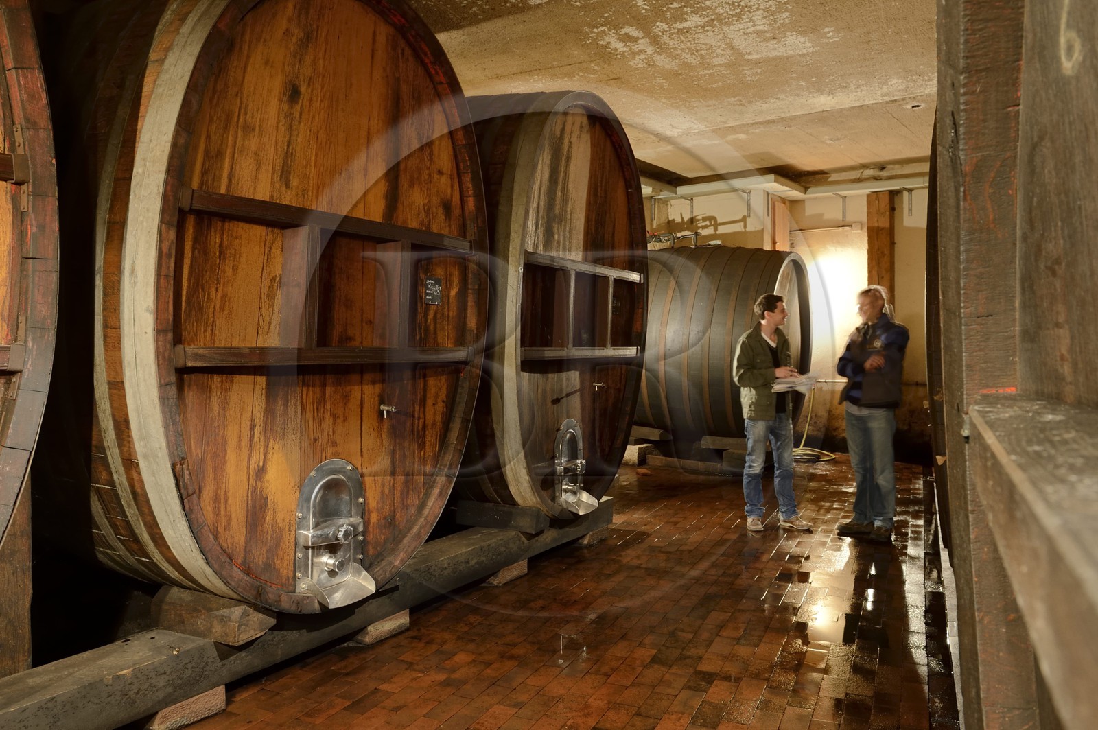 France, Bas-Rhin (67), Route des Vins d'Alsace, Traenheim, Domaine viticole Frederic Moshel, le producteur Guillaume Moshel devant ses foudres