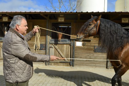 Spain, Andalusia, Seville Province, Utrera, the Ayala stud farm (Yeguada Ayala), the owner Rafael Ayala breeder of Andalusian horse also known as the Pure Spanish Horse or PRE (Pura Raza Espanola)