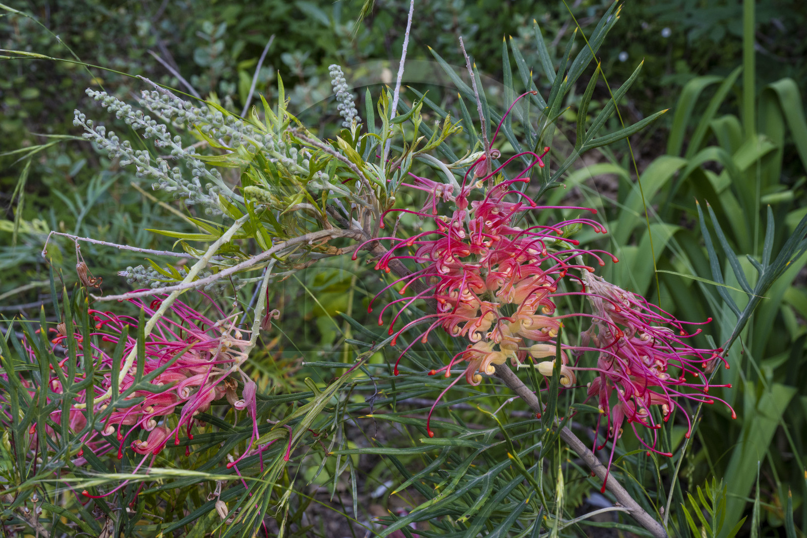France, Alpes-Maritimes (06), Menton, le jardin Serre de la Madone, Grevillea Mason's Hybrid France, Alpes-Maritimes, Menton, the garden Serre de la Madone, Grevillea Mason's Hybrid