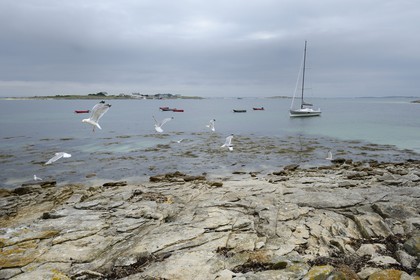 France, Finistere, La Foret Fouesnant, Glenan islands, Drenec island, the Pogo 10.50 surrounded by seagulls