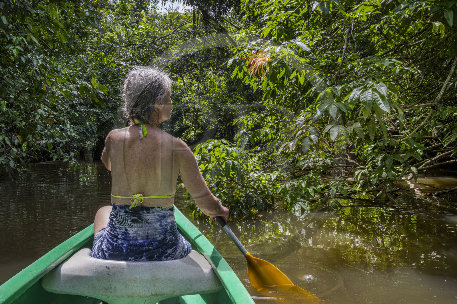 France, Guyane, Kourou, camp Maripas dans la forêt tropicale, découverte en canoé d'une crique, petite rivière, affluent du fleuve Kourou, fleur de Pachira aquatica ou Cacao-rivière en créole guyanais