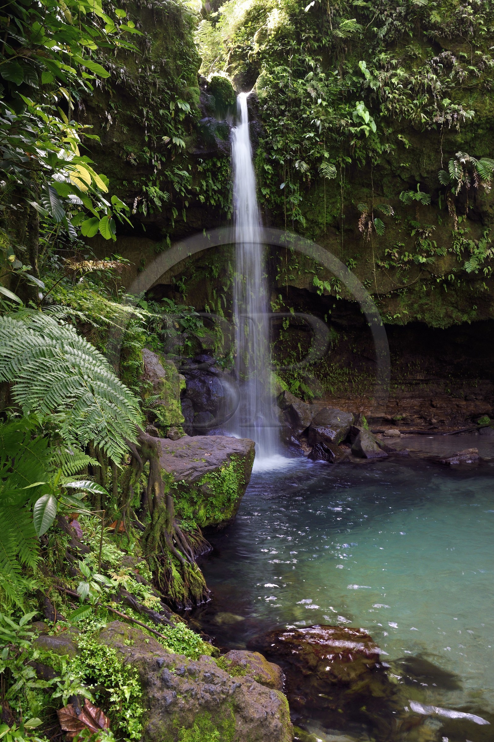 Caraïbes, Ile de la Dominique, Castle Bruce, Parc national du Morne Trois Pitons classé Patrimoine Mondial de l'UNESCO, dans le sous-bois tropical, le bassin d'émeraude (Emerald Pool) et sa cascade