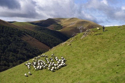 France, Pyrenees Atlantiques, Basque Country, Camino de Santiago (the Way of St. James) on the GR 65 between Saint Jean Pied de Port and Roncesvalles towards the Bentarte Pass, shepherd and his manech blackhead sheep flock on the slopes of the Leizar Atheka