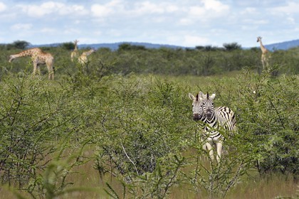 Namibia, Oshikoto region, Etosha National Park, Burchell's zebras (Equus burchellii) and giraffes (Giraffa camelopardalis)
