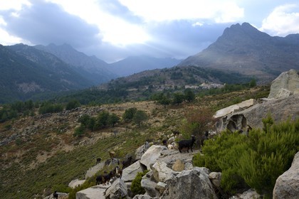 France, Haute-Corse (2B), région du Niolu (Niolo), troupeaux de chèvres devant Calasima plus haut village de Corse (1 095m)