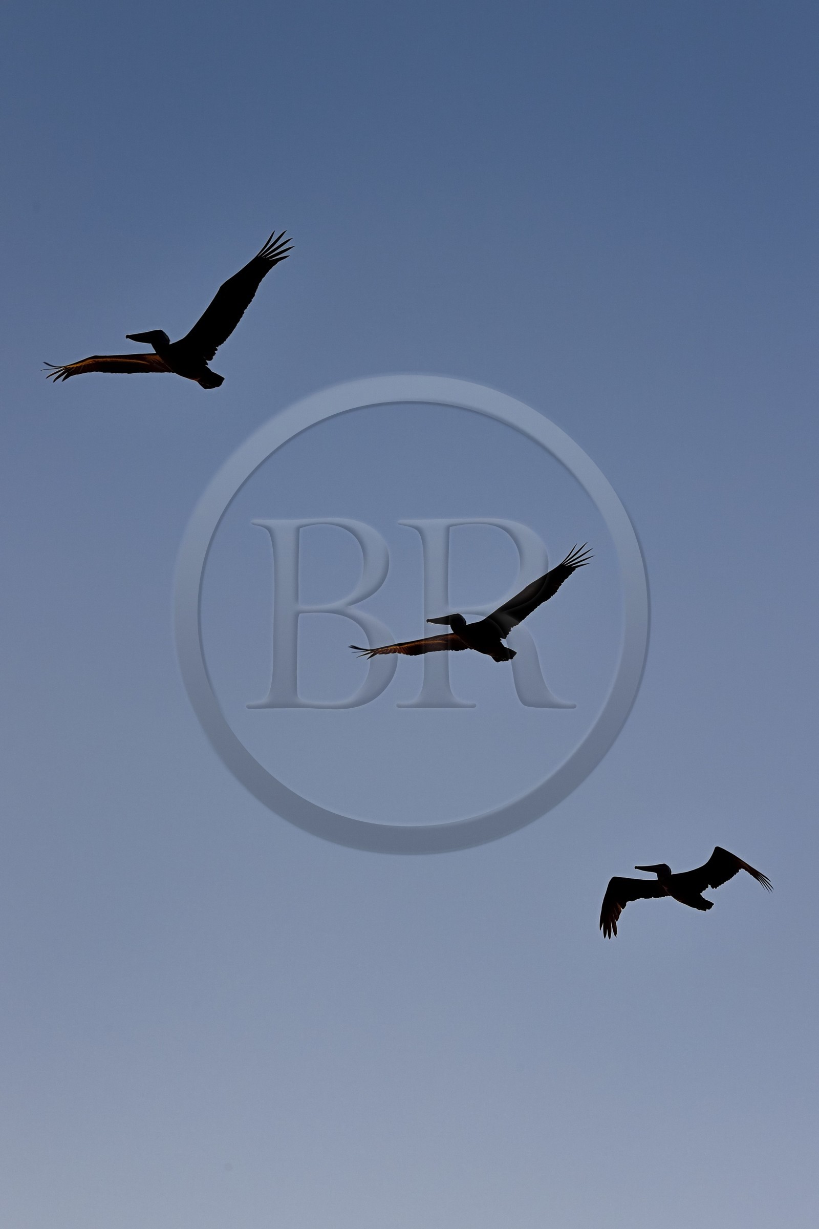 Caraïbes, Ile de la Dominique, Mero sur la côte Ouest, Pélican brun (Pelecanus occidentalis)