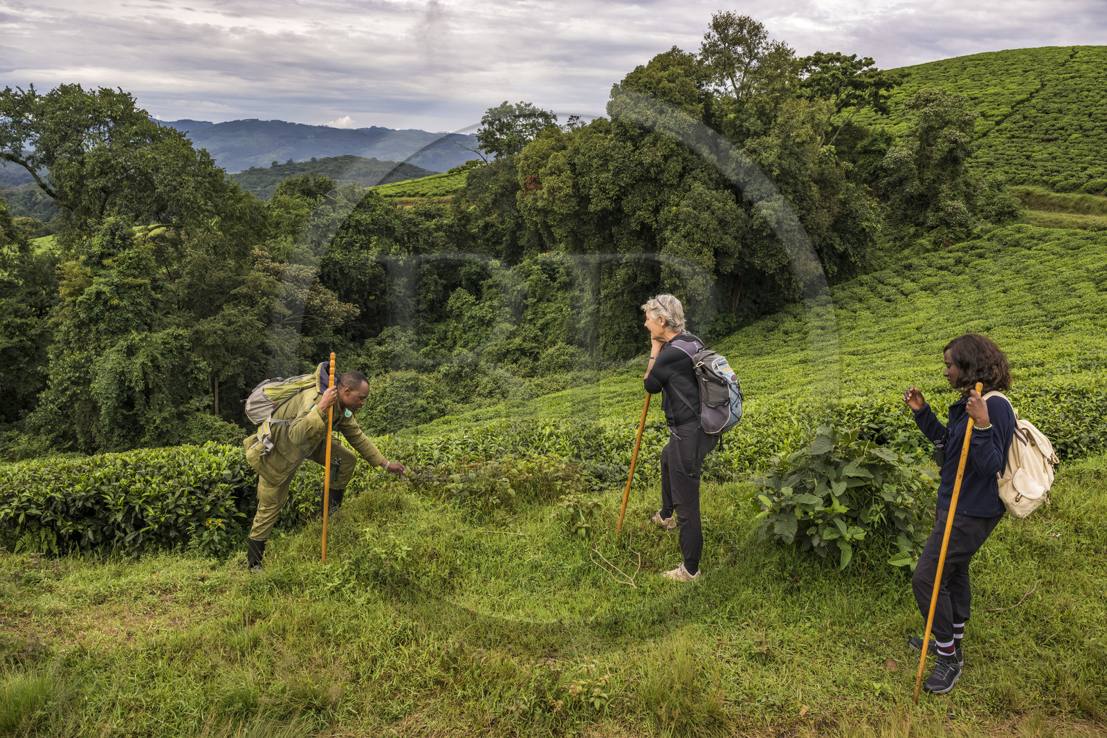 Rwanda, Province de l’Ouest, Gisakura, Parc national de Nyungwe, le garde de African Parks Claver Mtoyinkima guidant des touristes sur la piste des Colobes de Ruwenzori (Colobus angolensis ruwenzorii) pendant un safari à pied dans la forêt tropicale humide naturelle bordée par les plantations de thé