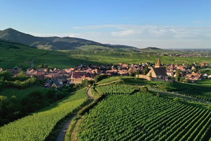 France, Haut Rhin, the Alsace Wine Route, Hunawihr, labelized the Most Beautiful Villages of France, the 14th century fortified church Saint Jacques le Majeur surrounded by vineyards (aerial view)