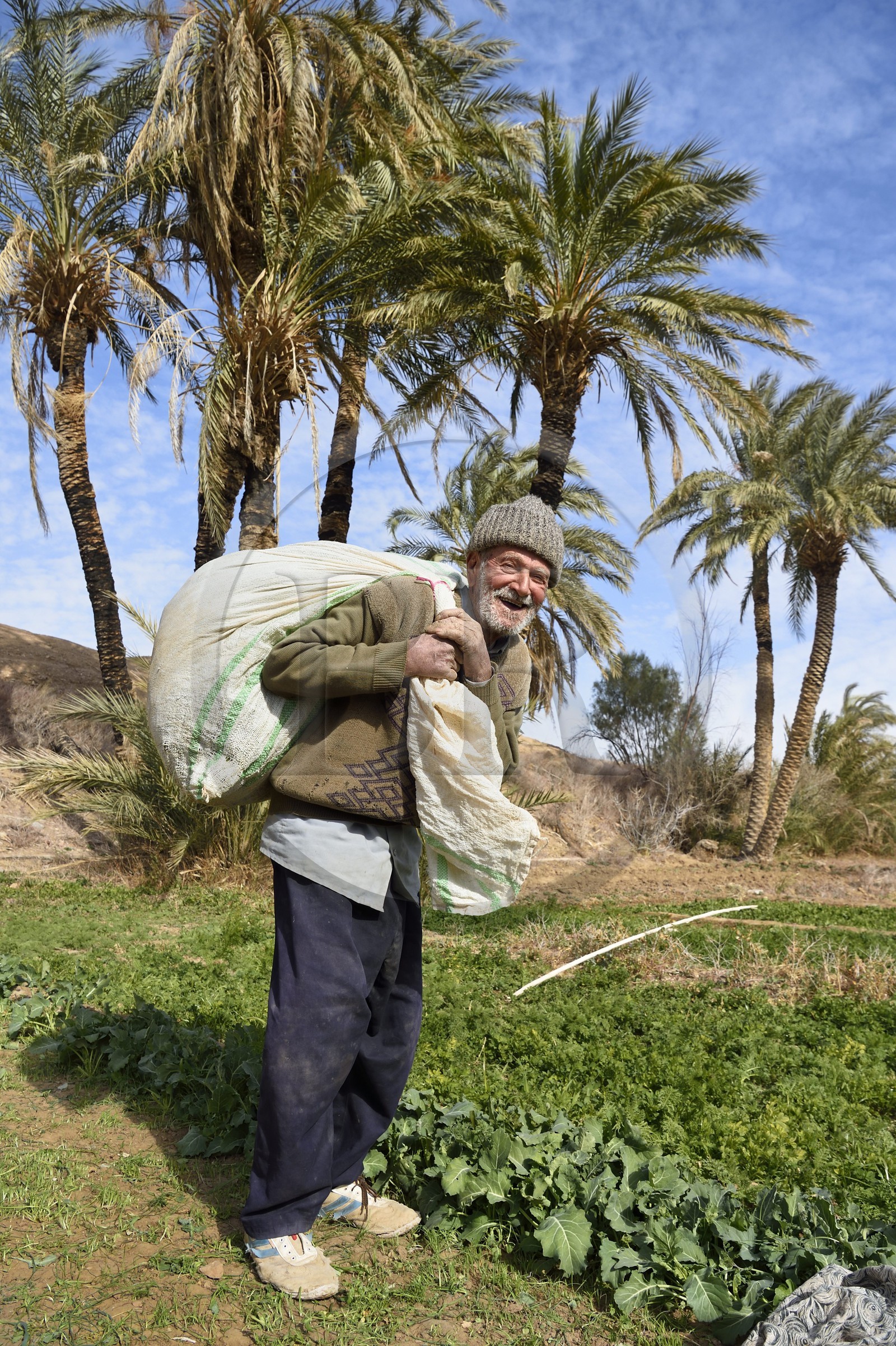 Iran, Province d'Ispahan, désert du Dasht-e Kavir, l'oasis d'Arousan dans la région de Khur et Biabanak, paysan dans son champ, Mohamed Vahab 85 ans