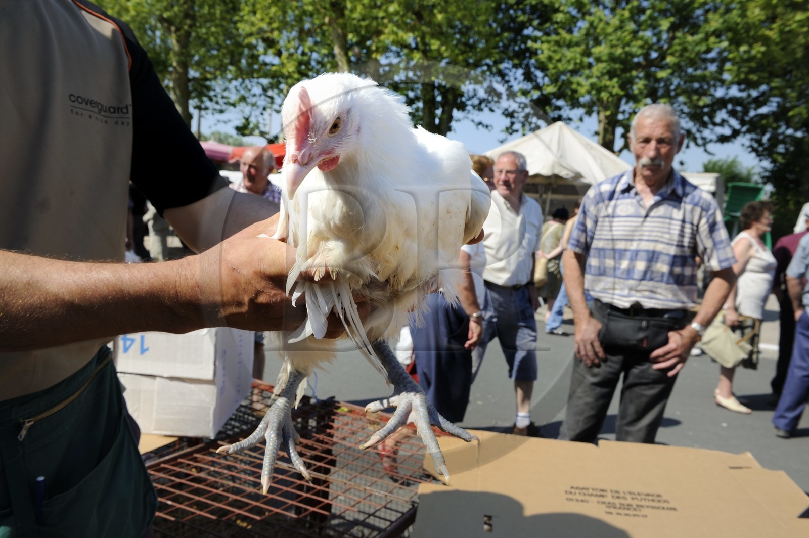 France, Saône et Loire (71), Louhans, le marché à la volaille du lundi, coq de Bresse pattes bleues