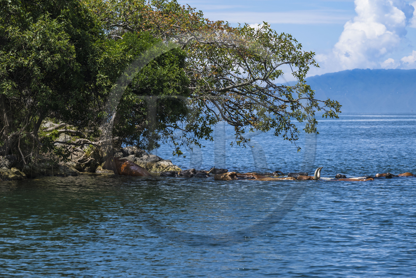 Rwanda, Province de l’Ouest, Karongi (anciennement nommée Kibuye), lac Kivu, troupeau de vaches nageant entre les ilots au large de Kibuye