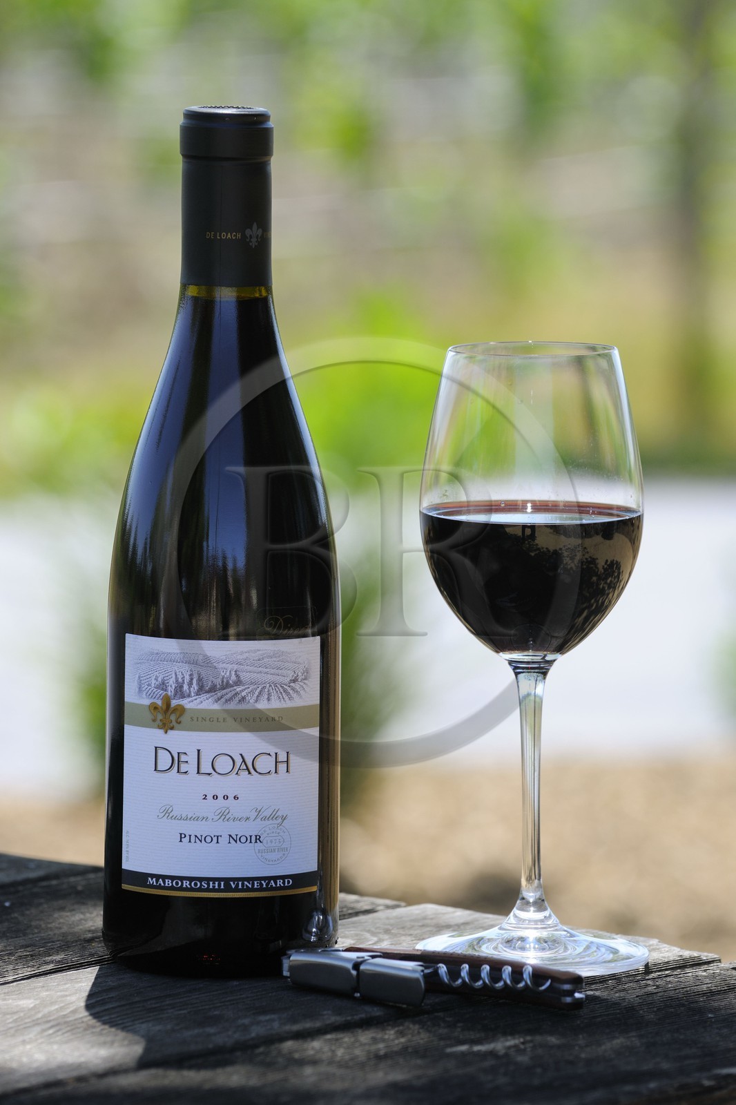 Etats-Unis, Californie, Russian Valley River, le vignoble de De Loach, pinot noir