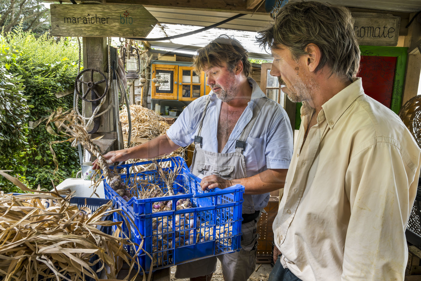 France, Morbihan (56), Ile de Groix, Kerdurand, les Jardins de Kerdu, grand jardin maraîcher bio de Erwan (à gauche) et Gael (à droite) Leclercq