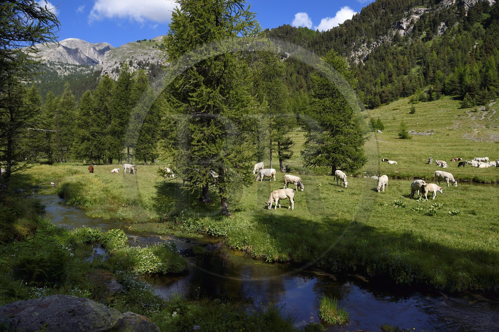 France, Alpes-Maritimes (06), parc national du Mercantour, vallon de la Minière en contrebas de la Vallée des Merveilles, vaches en alpage et le Mont Bégo (2872m) en arrière plan à gauche