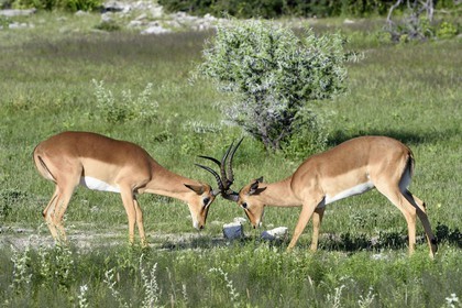 Namibia, Oshikoto region, Etosha National Park, male Black-faced Impalas (Aepyceros melampus petersi) fighting